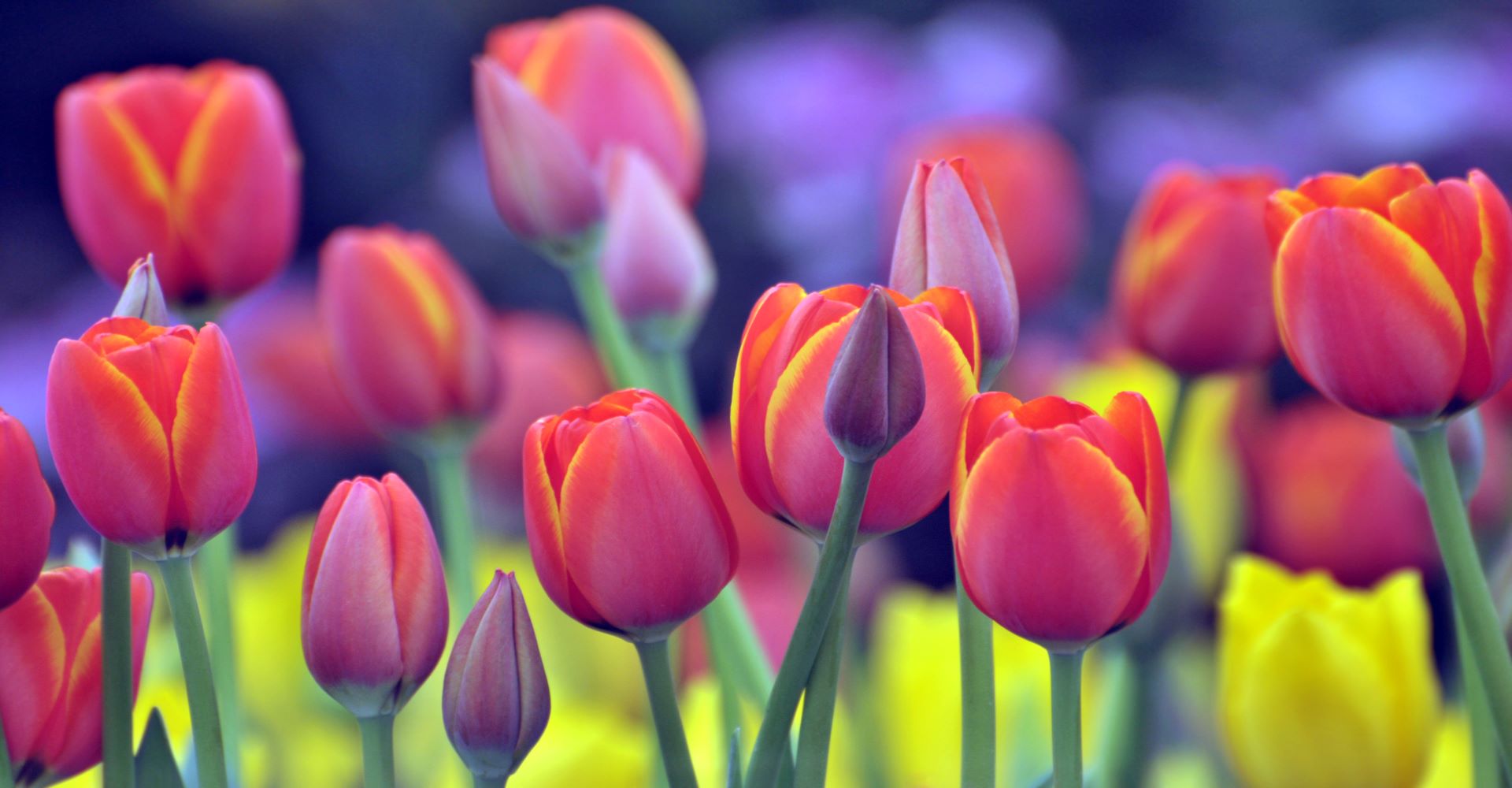 Tulips picture