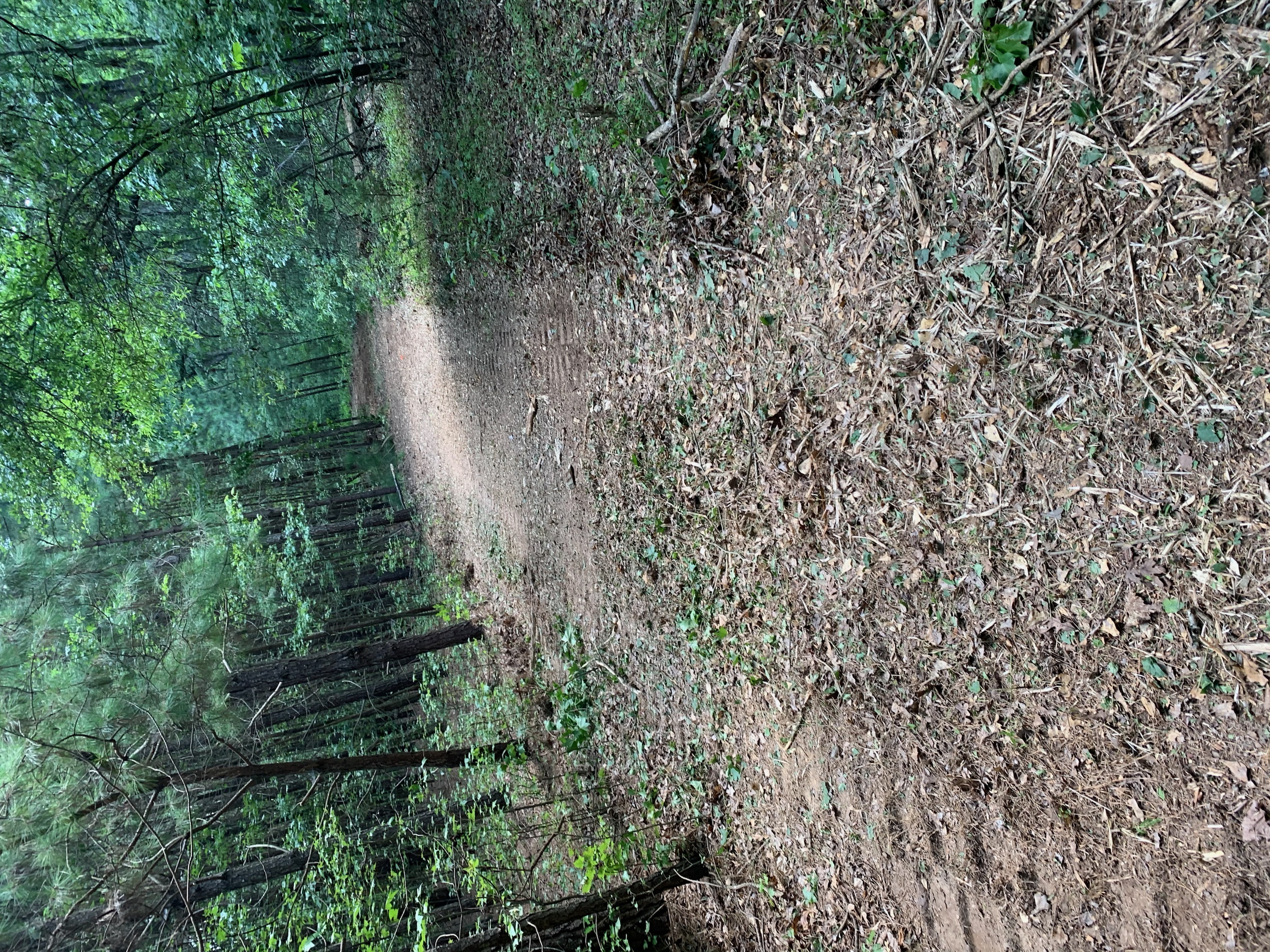 brush cutting before/after